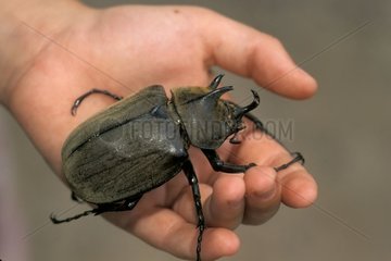 Kind hält einen Käfer in seiner brasilianischen Hand