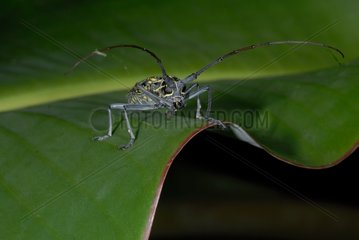 Longhorn beetle Taeniotes on leaf French Guiana