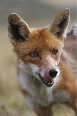 Rote Fuchs lecken Lippen Gran Paradiso np italia