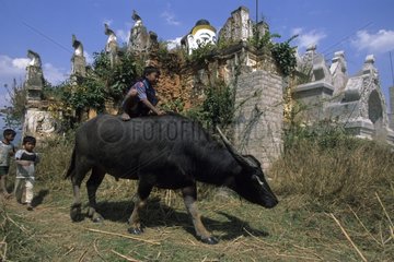 Child on the back of a buffalo close to the lake Inle Myanmar