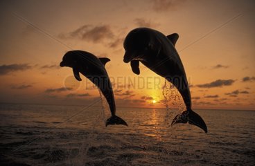 Grand dauphin et coucher de soleil Ile de Roatan Honduras