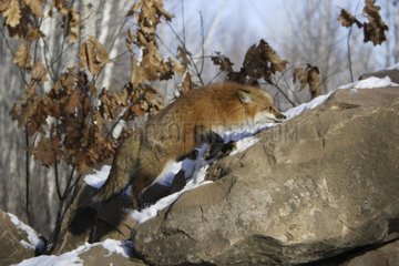 Red fox climbing on a rock in the United States
