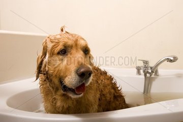 Chien Golden Retriever dans une baignoire