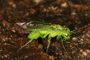 Sawfly posed on a tree Aude France