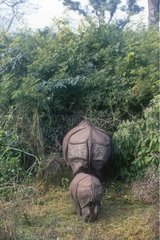 Weibliche und junge indische Nashorn -Rhinoceros von Nepal Rücken gehen