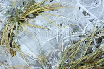 Kräuter  die im Winter -Double Valley in Eis aufgenommen wurden