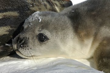 Porträt von Weddell Seal Whitecoat Terre Adelie