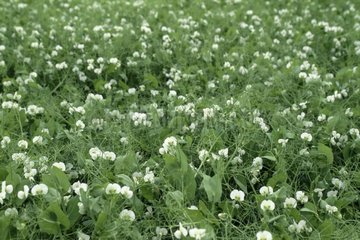 Field of pea in flower in spring France