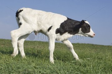 Calf of race Prim'Holstein in a meadow France