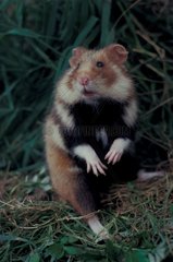 Gemeinsamer Hamster auf Frankreichgras