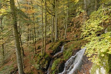 Cascade of Rummel in the forest of the Ballon  Alsace