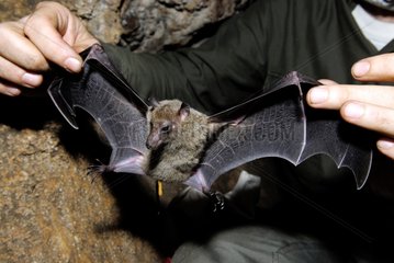 New Caledonian Long-tailed Fruit Bat