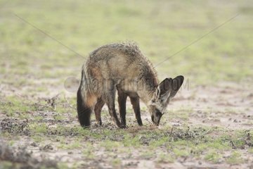 Big-eared Fox seeking food Kgalagadi Kalahari Desert