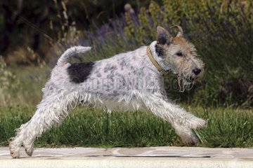 Hartnackter Fuchs-Terrier spielt im Sommer Frankreich auf einer Terrasse