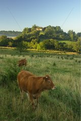 Umfangreiche Tierhaltung der Kuhlimousine in Corrèze