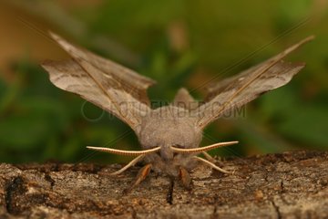 Aspen Hawk moth on a trunk Sieuras Ariège France