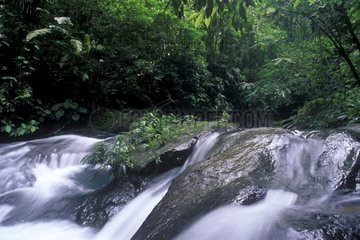 Forêt du Choco Colombie