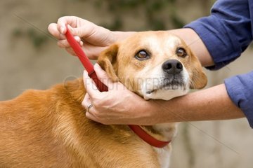 Mise d'un collier anti-puce à un vieux chien France