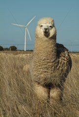 Alpaca in meadow and windmill Australia