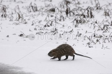Nutria walking on the banks of the Allier river France