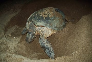 Turtle laying on the beach of Moya Mayotte