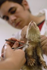 Veterinary care for a ferret Nantes France