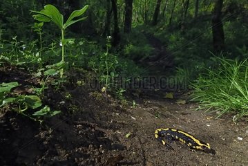 Speckter Salamander in Underwood Auvergne Frankreich