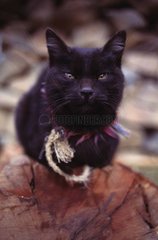 Black Cat Tibet gebunden
