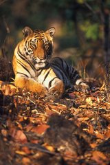Tigre du Bengale couché PN de Bandhavgarh Inde