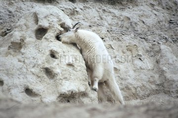 Mountain Goat in the Rocky Mountains Canada