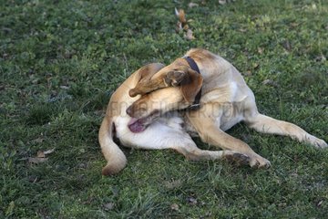ToilettenintimitÃ¤t eines Mischling -Hundes Vaucluse Frankreich