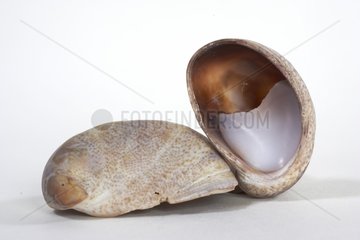 Shells of common atlantic slippersnails in studio