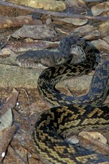 Spotted Python on the ground Australia