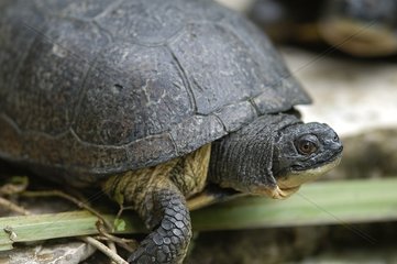 Portrait of a Blanding's turtle