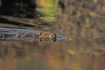 Beaver tractor drawing a branch in water in the early morning