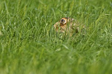European Hare hidden in the grass Great Britain