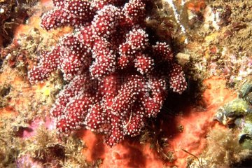 Polyps colonies of red Alcyon slightly retracted