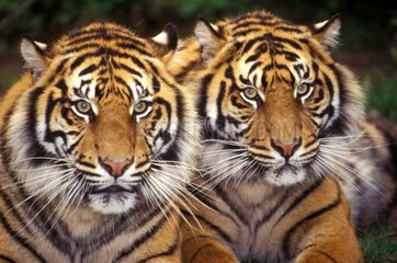 Portrait de deux tigres Asie