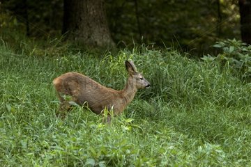 Hirsche im lettischen Ligatne -Wald