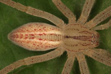 Detail of a Giant Crab Spider Sieuras Ariège France