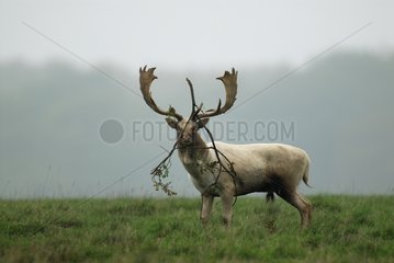 White Fallow deer with branch in his antlers Denmark