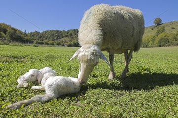 Ewe und seine neugeborenen Lämmer auf einer Wiese