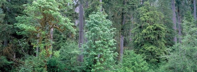 Forêt tempérée humide PN Olympic Washington USA