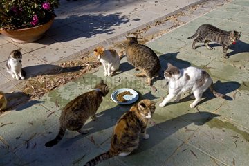 Katzen essen in einem Heiligtum für Katzen Zypern