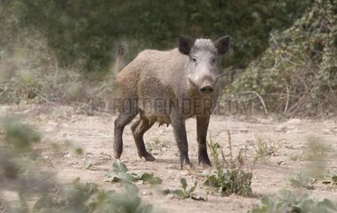 Weiblicher Wildschwein in Holz Frankreich