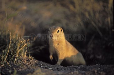 Richardson ground squirrel front of his burrow Elk Island