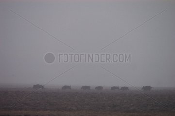 Herd of Wild Boar walking in the mist Vosges France