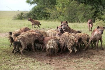 Hyänen im Reservat von Masaï Mara Kenia entdeckt
