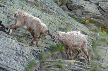 Zurück von Ibex aus den männlichen Alpen PN des großen Paradieses
