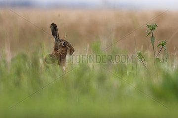 European Hare on the lookout among high herbs in Calvados
